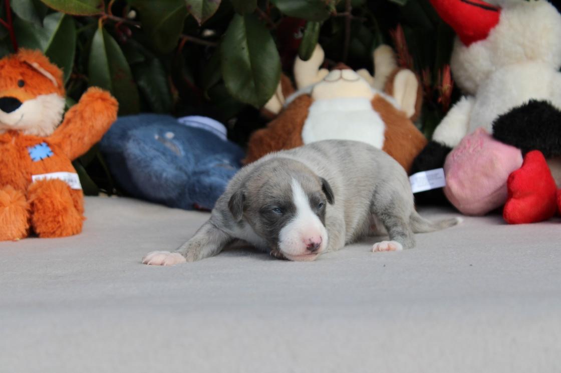 chiot disponible