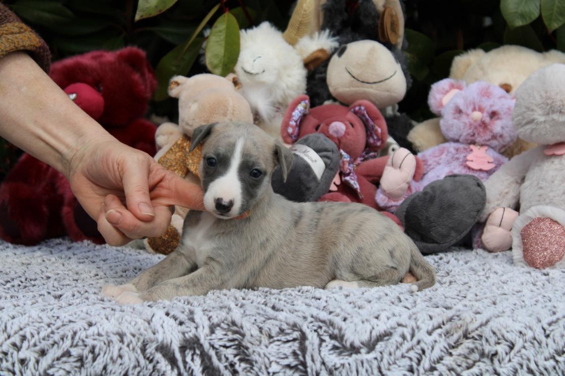 chiot disponible