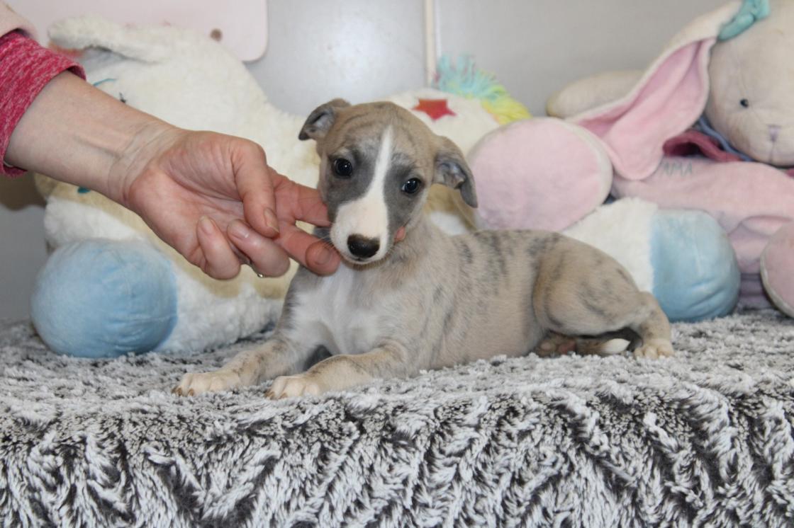 chiot disponible