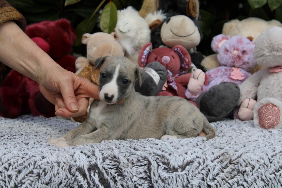 chiot disponible