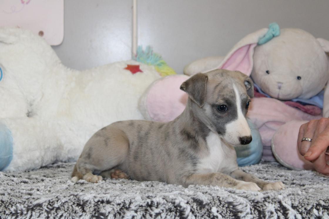 chiot disponible