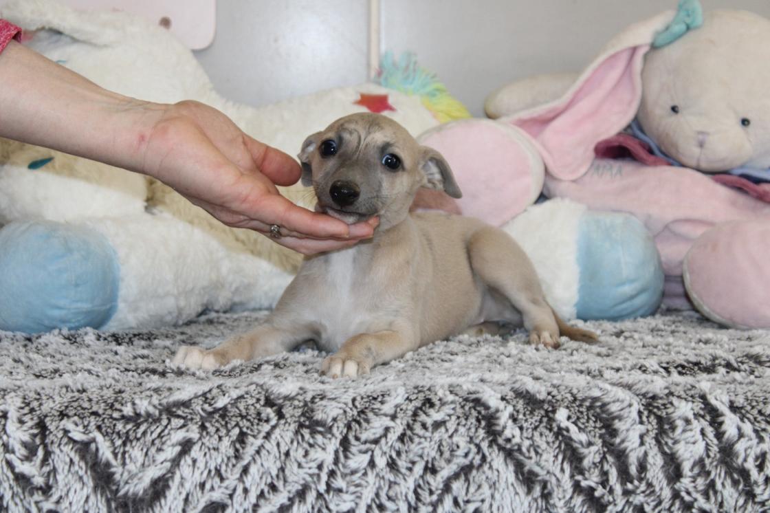 Chiot Whippet Disponible
