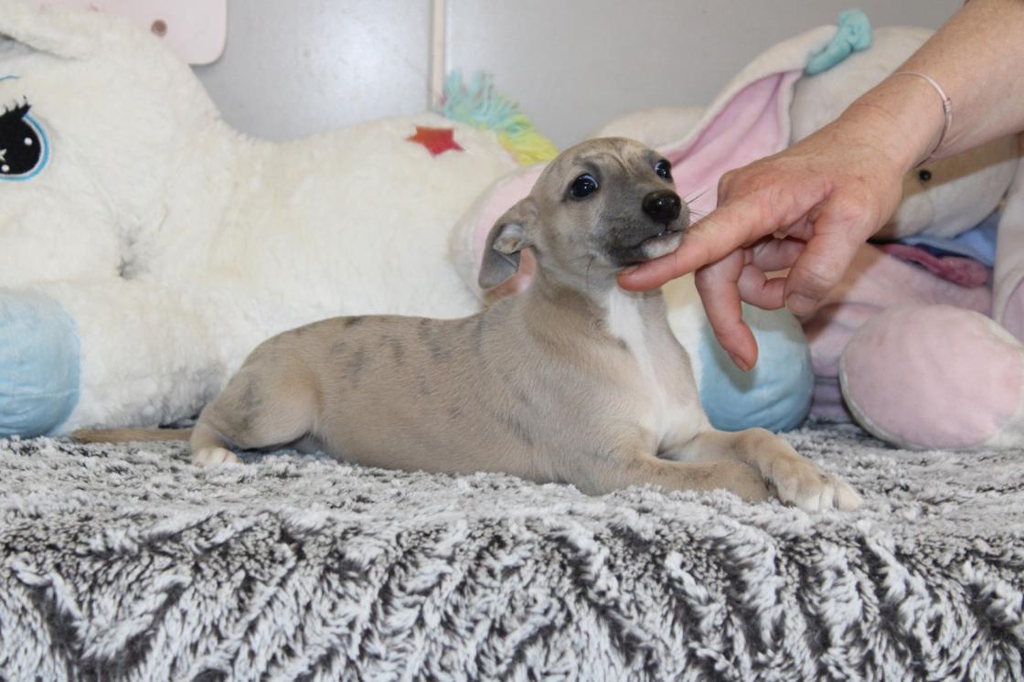 chiot disponible