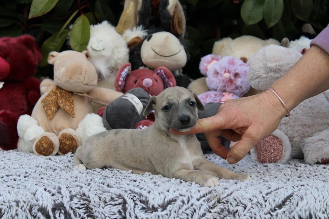 chiot disponible