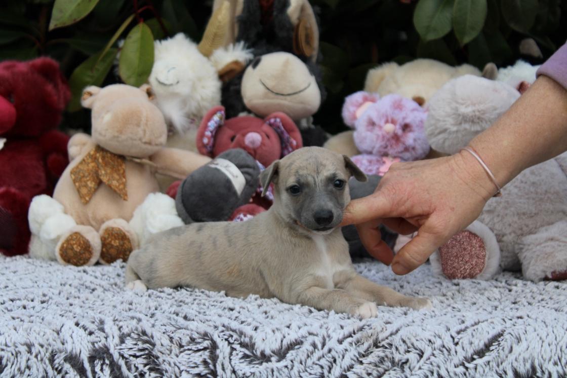 chiot disponible