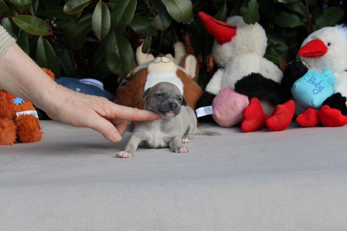 chiot disponible