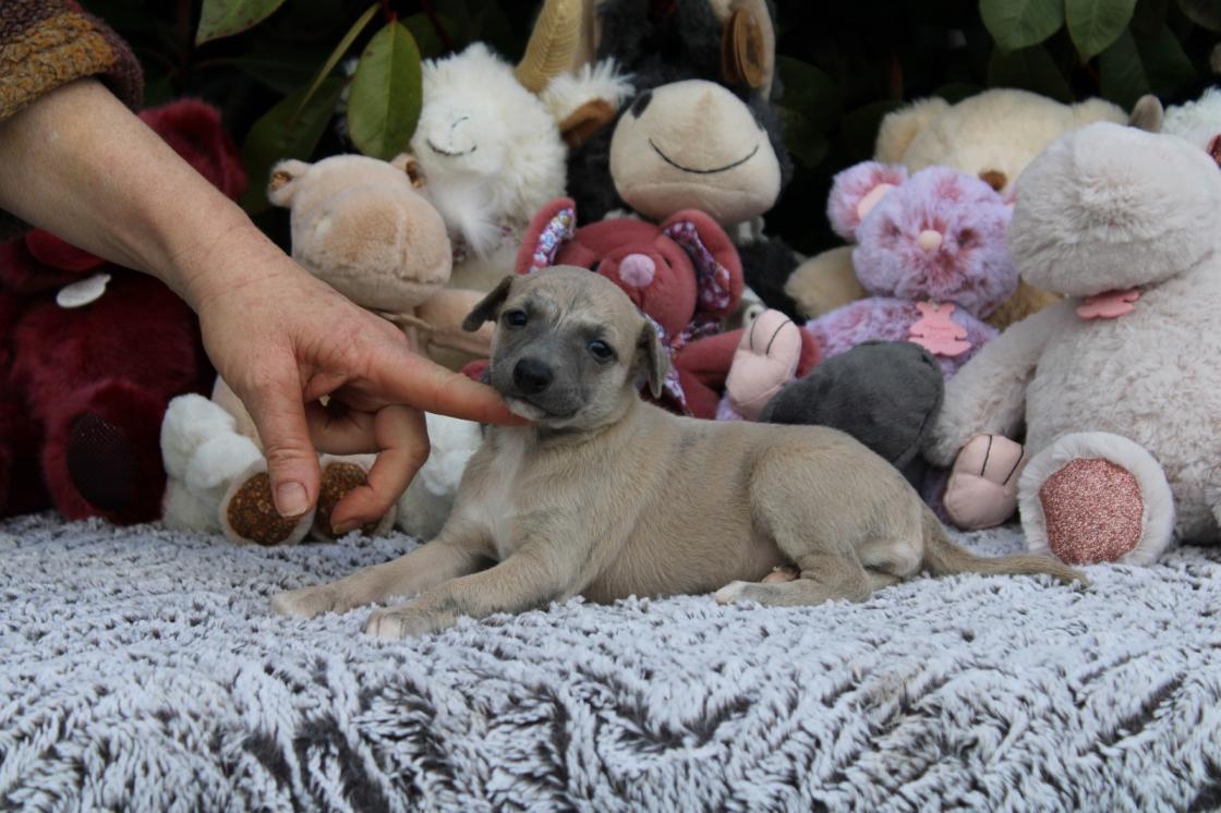 chiot disponible