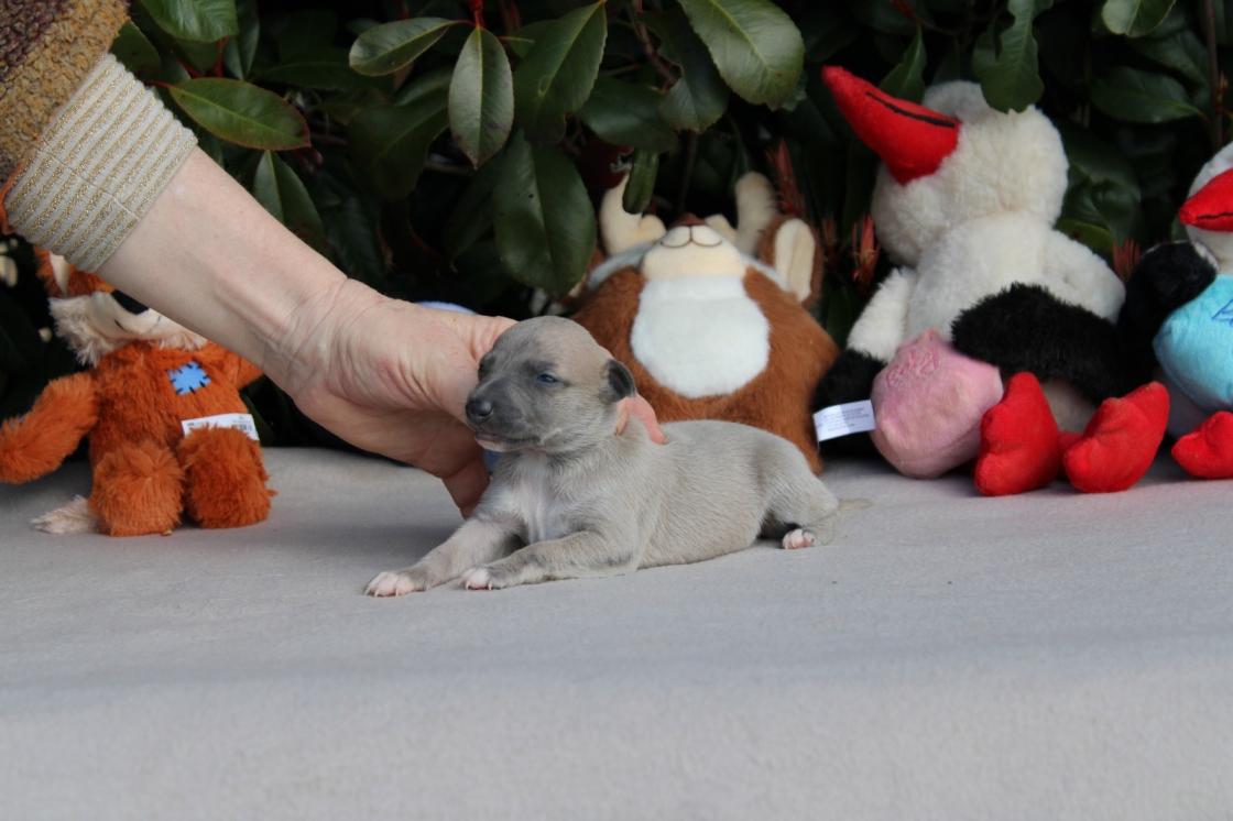 chiot disponible