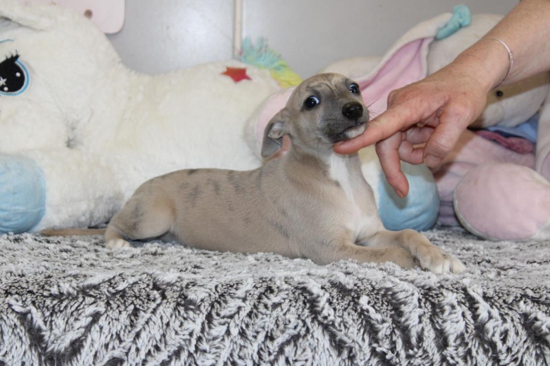 chiot disponible
