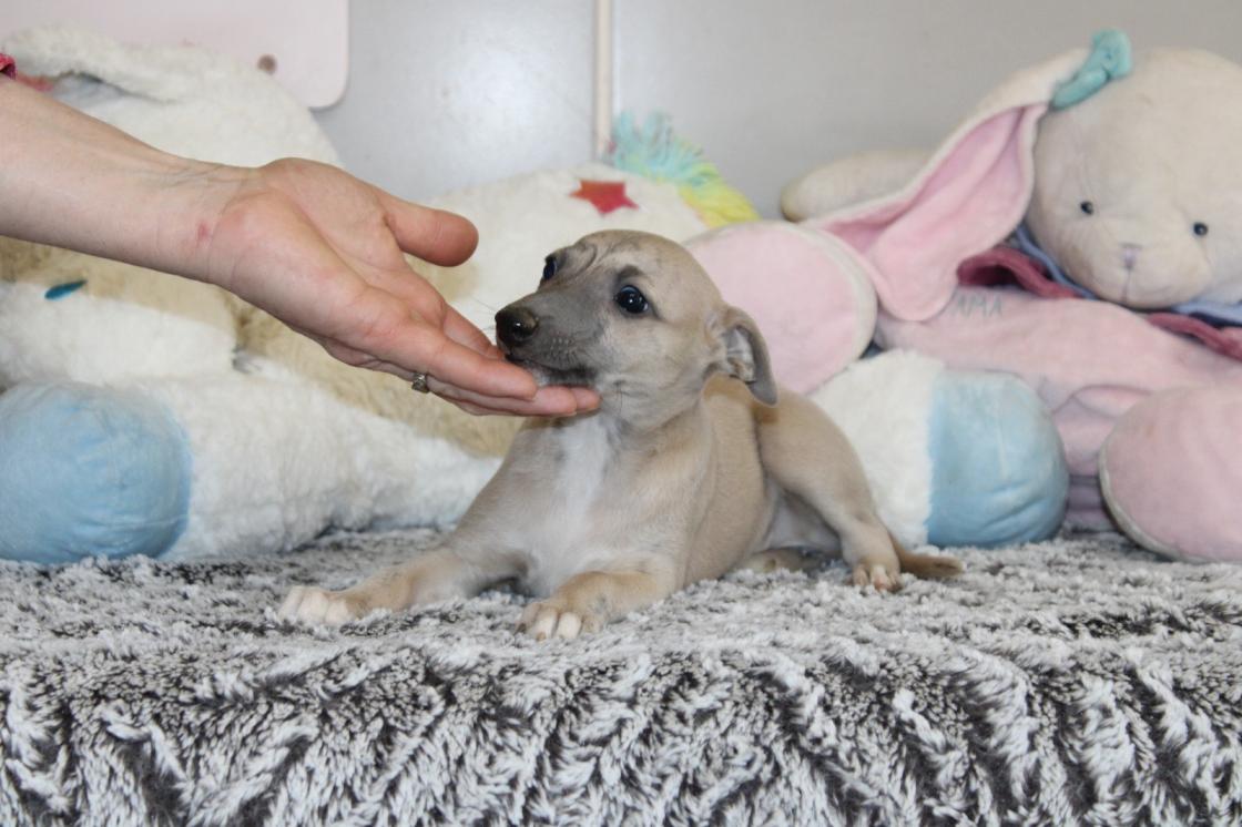 chiot disponible