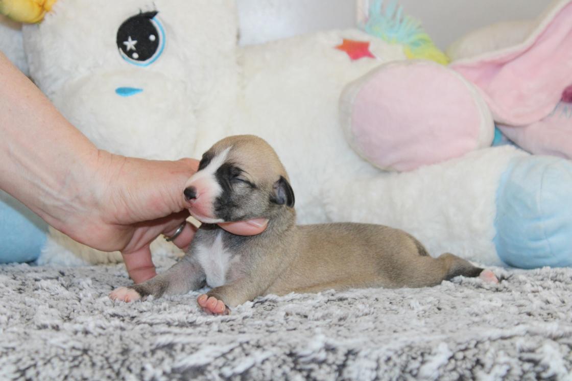 chiot disponible