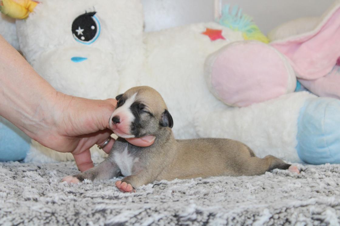 chiot disponible