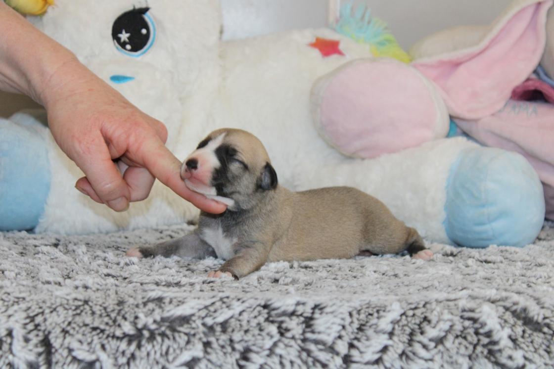 chiot disponible