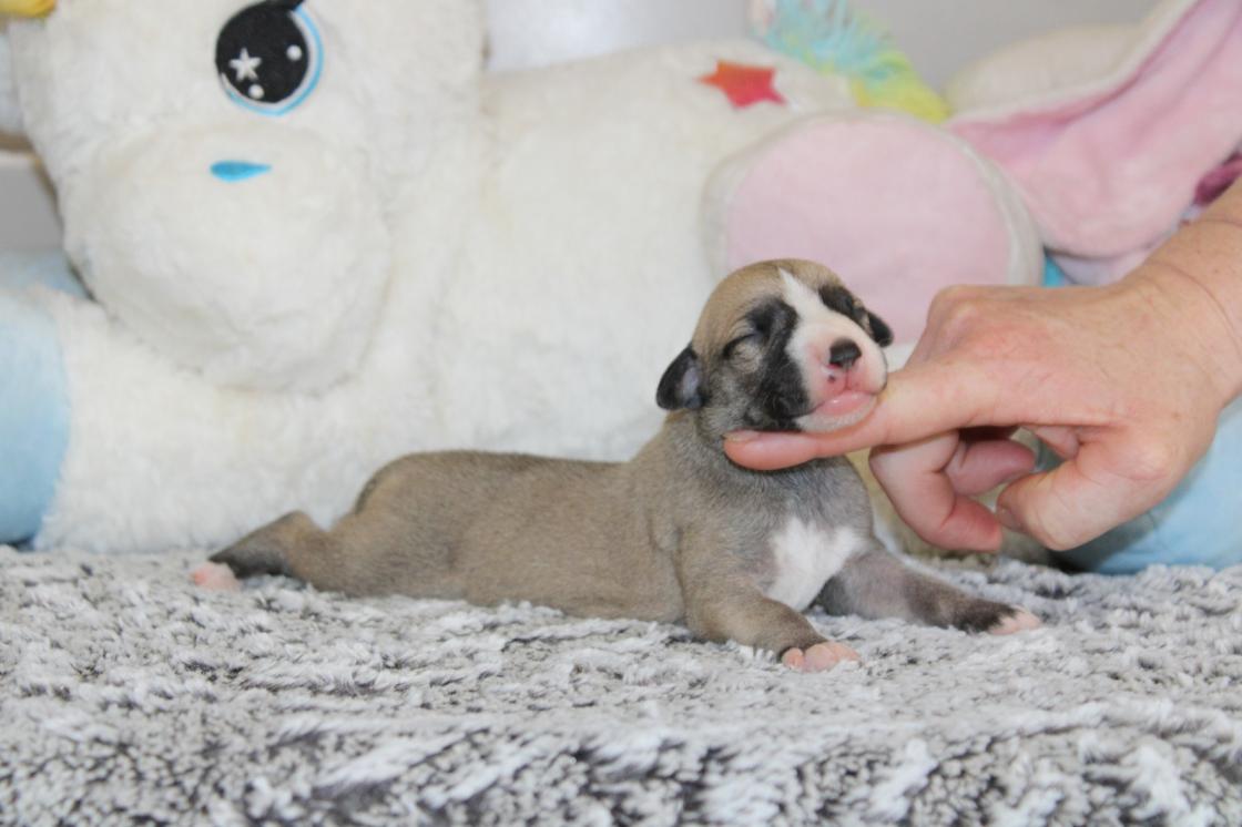 Chiot Whippet Disponible