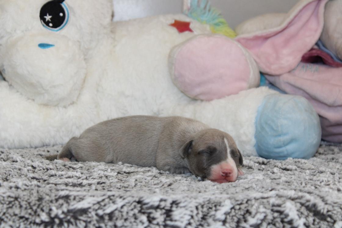 chiot disponible