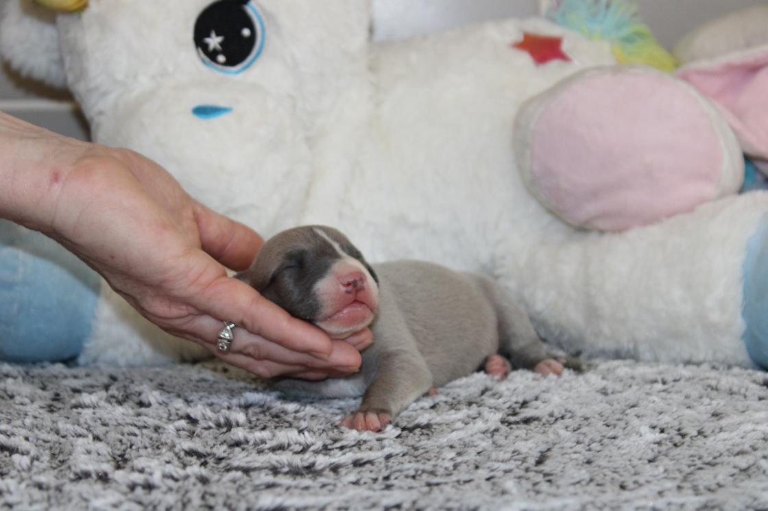 chiot disponible