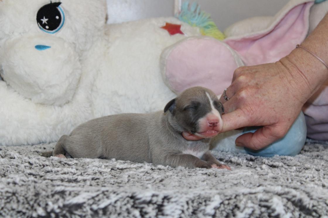 chiot disponible