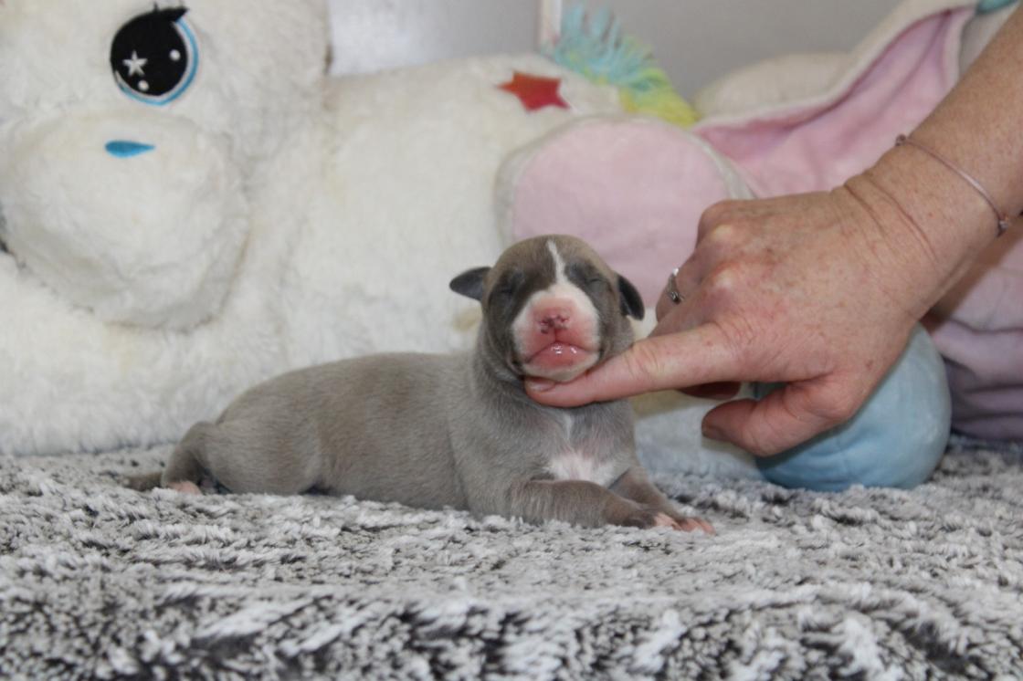 chiot disponible