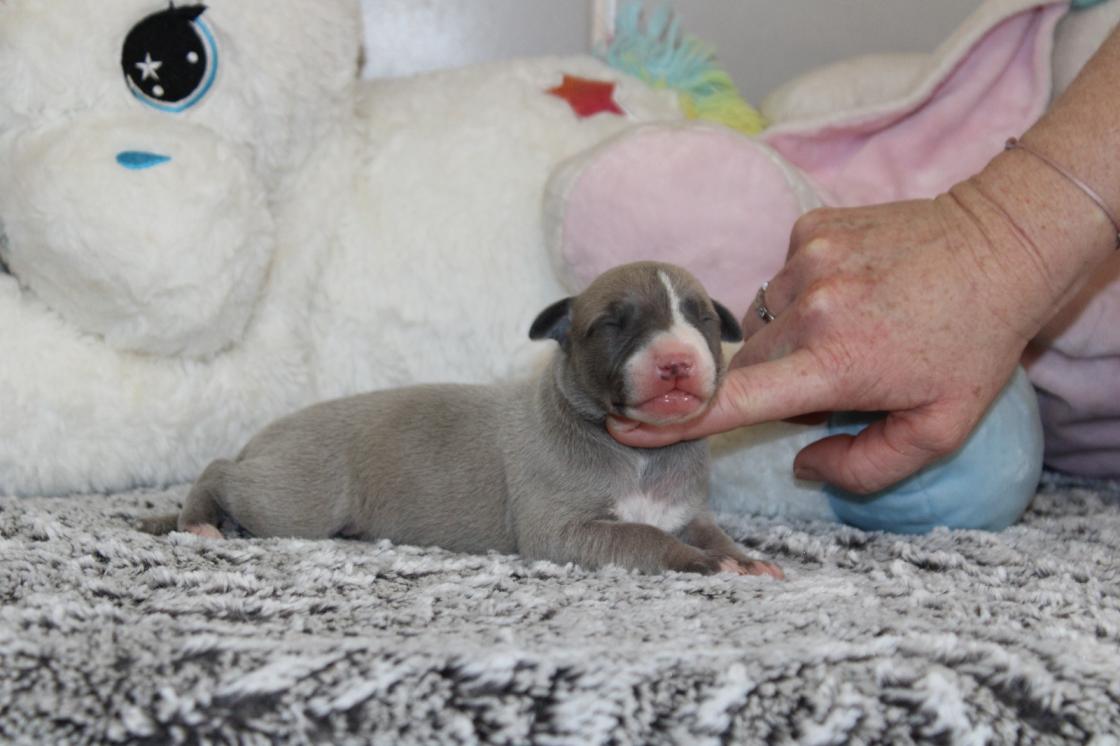 Chiot Whippet Disponible