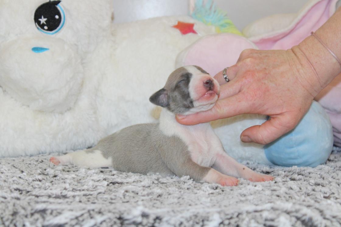 chiot disponible