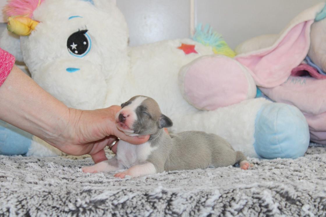 chiot disponible