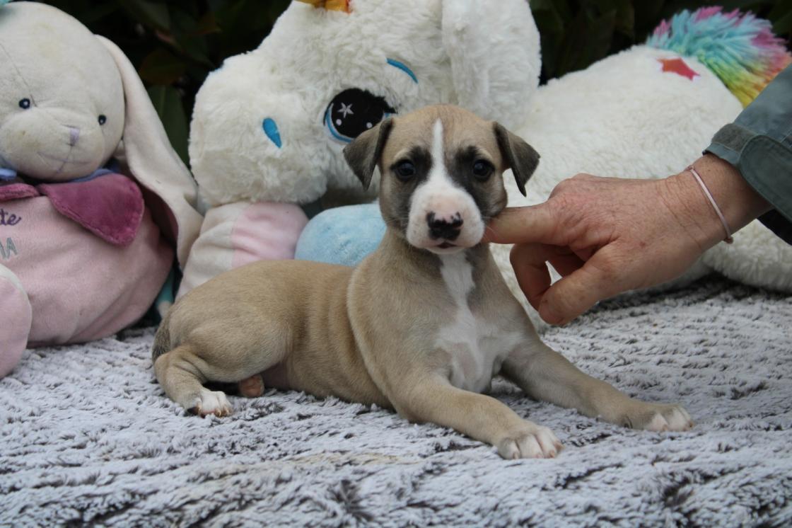 Chiot Whippet Disponible