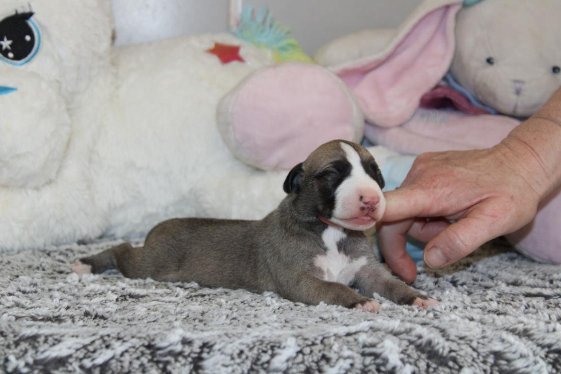 chiot disponible