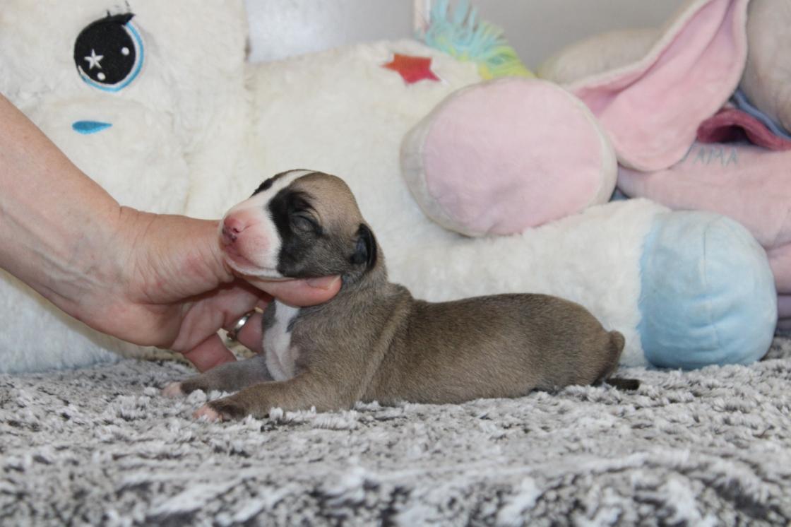 chiot disponible