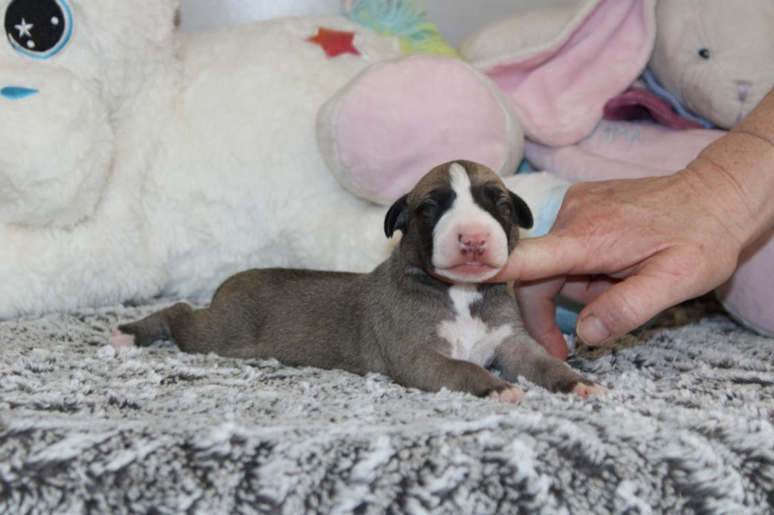 chiot disponible