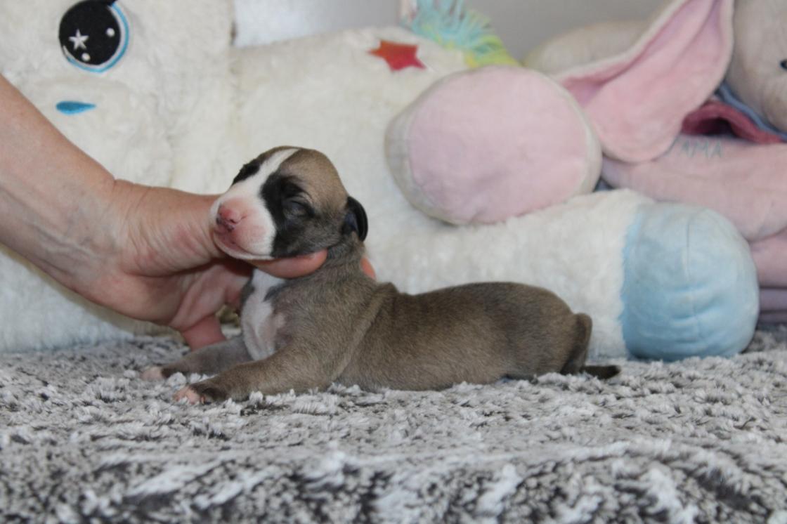chiot disponible