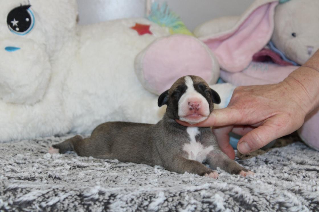 chiot disponible