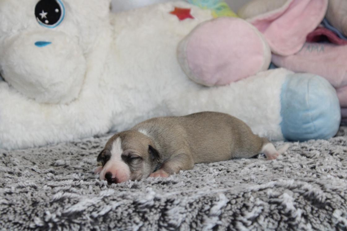Chiot Whippet Disponible