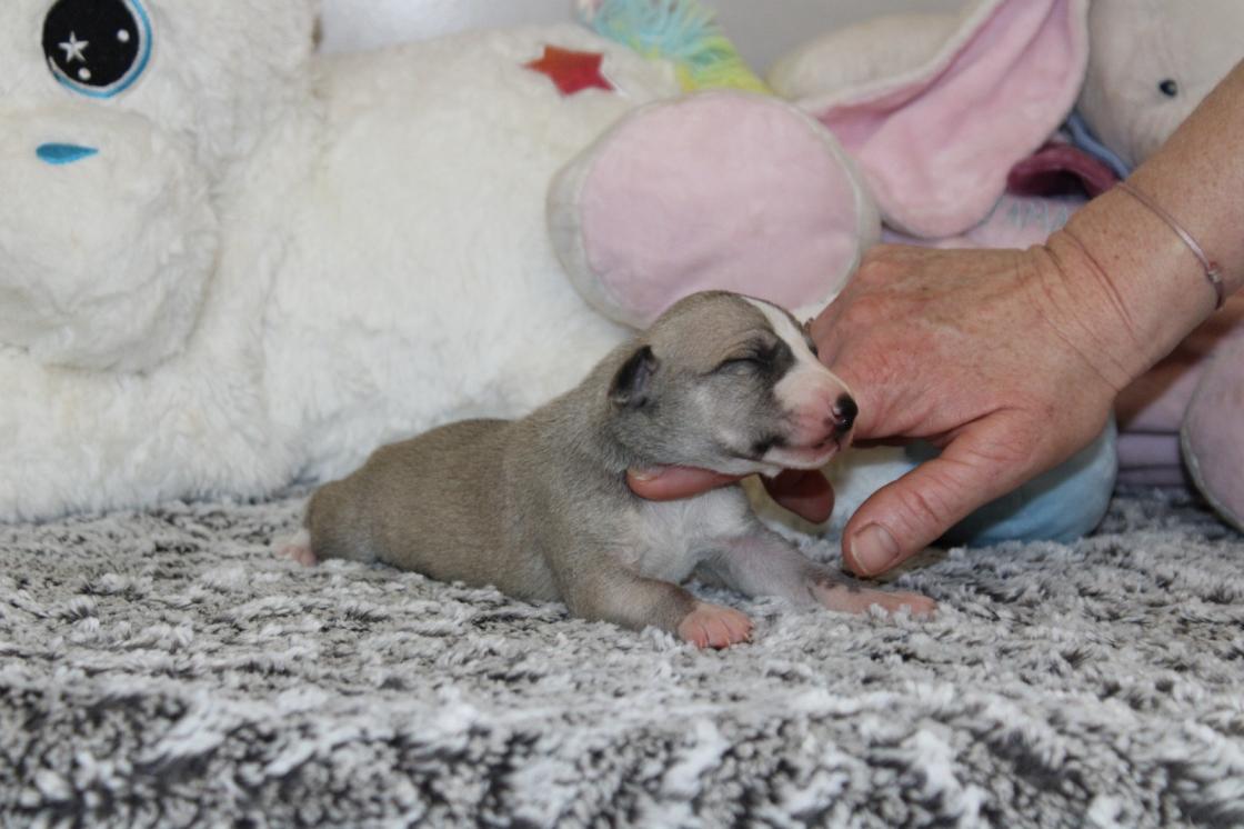 chiot disponible