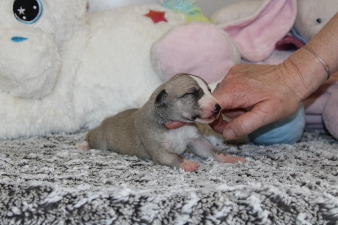 chiot disponible