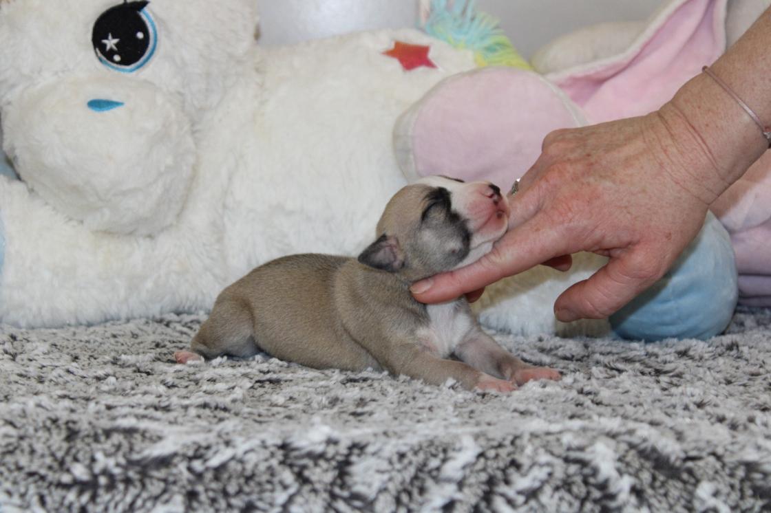 Chiot Whippet Disponible