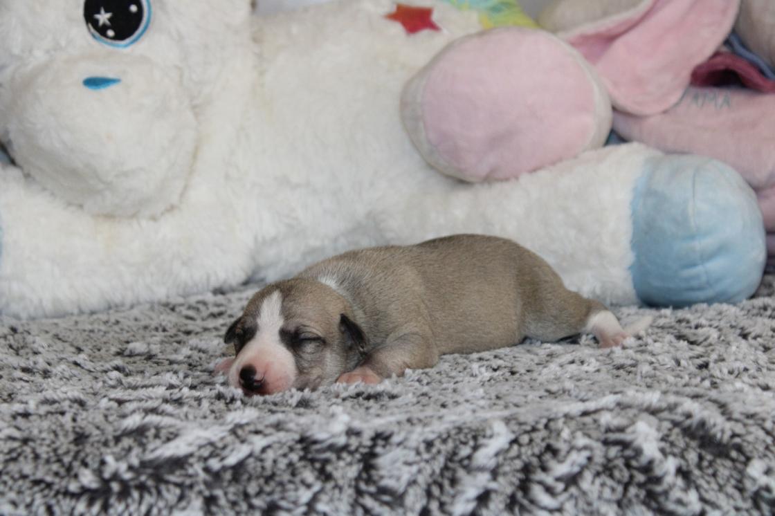 chiot disponible