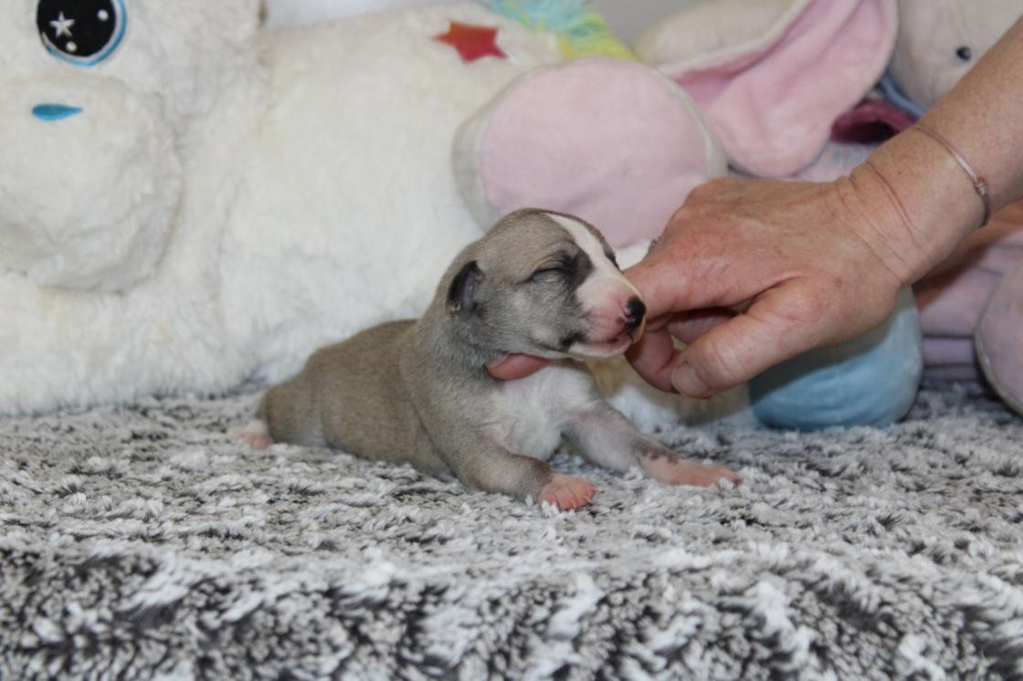 chiot disponible