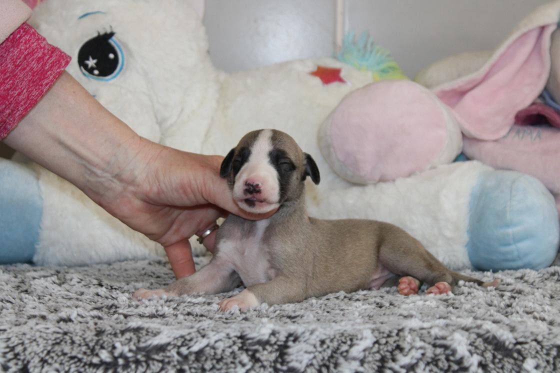 chiot disponible