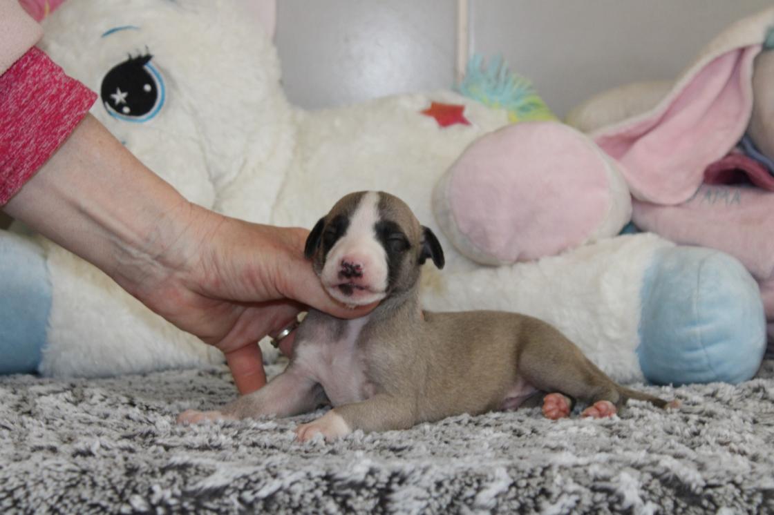 chiot disponible