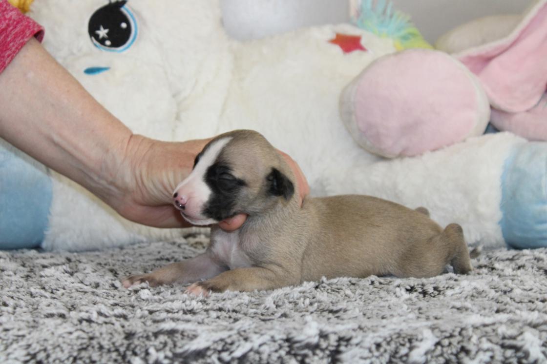 chiot disponible