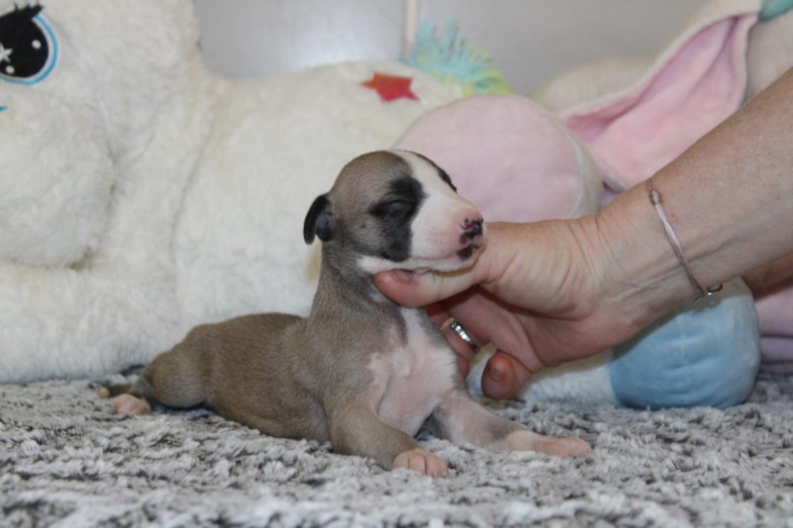 chiot disponible