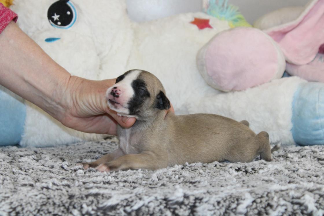 Chiot Whippet Disponible