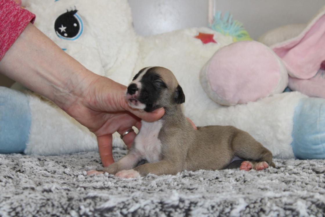 Chiot Whippet Disponible