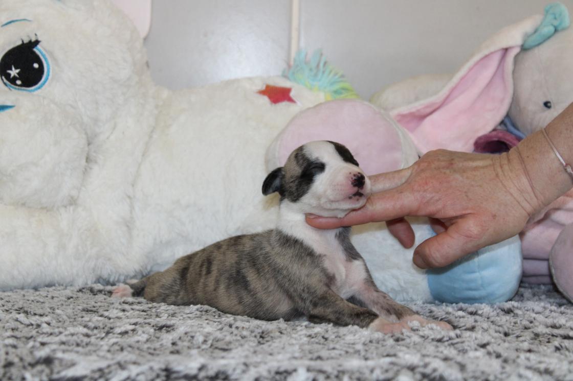 Chiot Whippet Disponible