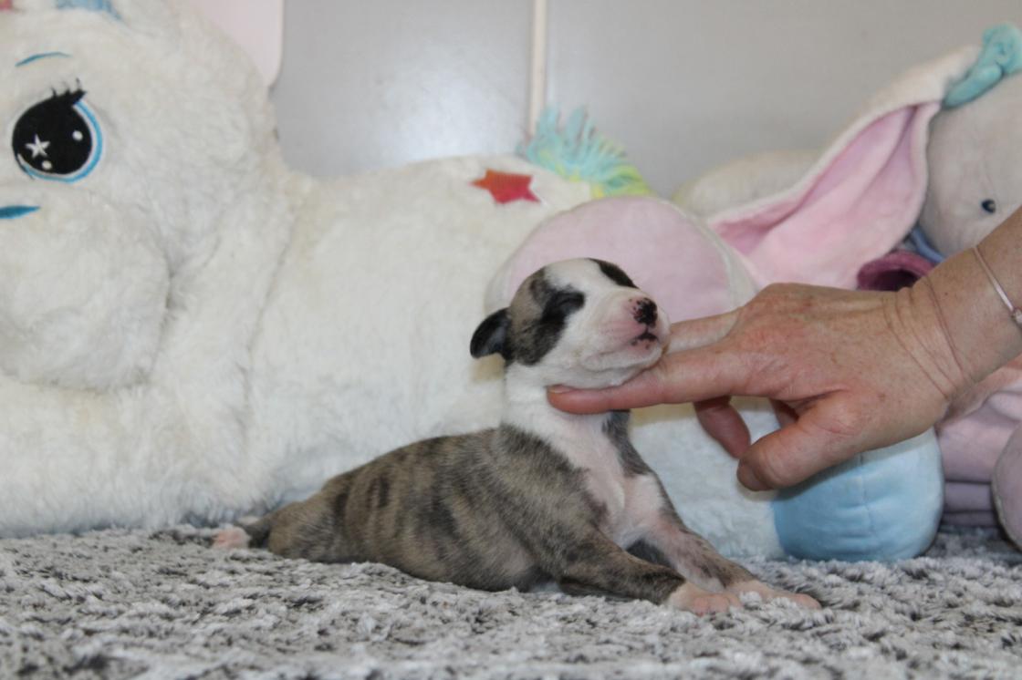 chiot disponible
