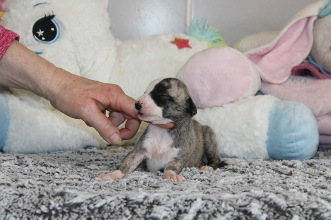 chiot disponible