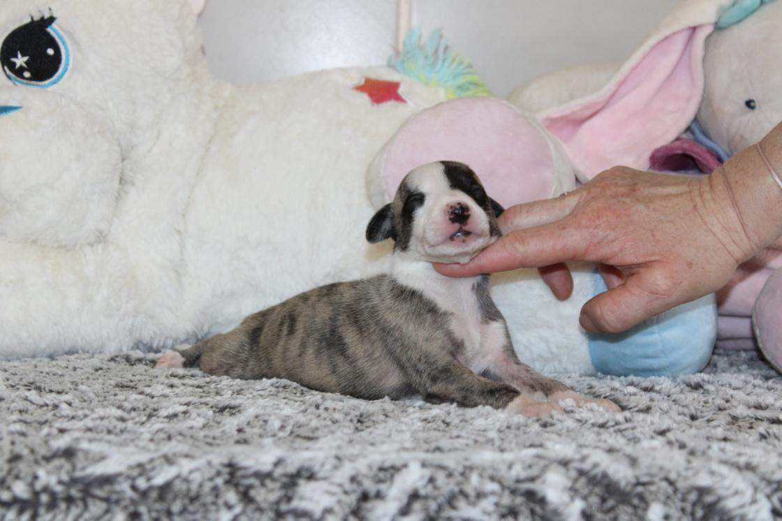 chiot disponible