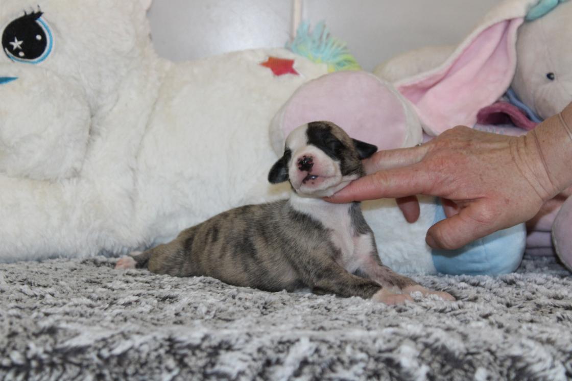 chiot disponible