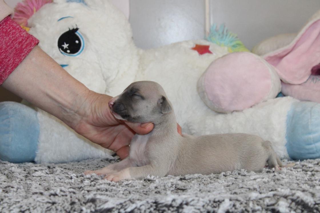 Chiot Whippet Disponible