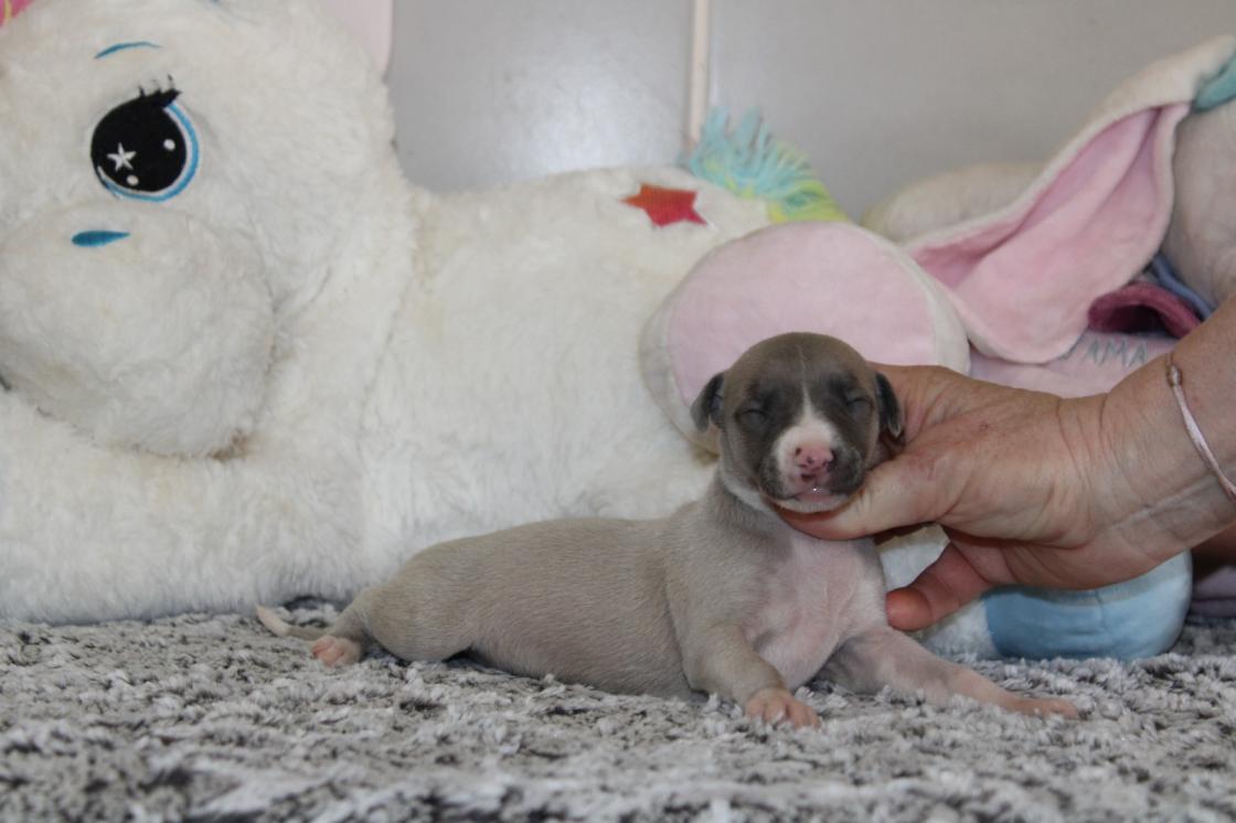 chiot disponible